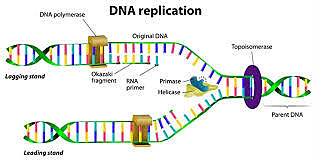 R. Porter, síntesis de DNA- dependiente de RNA por virus RNA tumorales