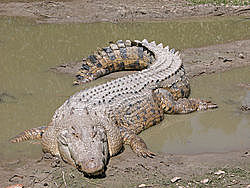 Crocodilos