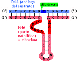 S. ALTMAN descubre el RNA catalitico