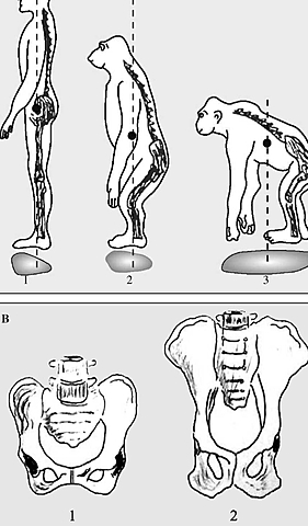 Importancia de la posición Bípeda