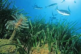 3.100 Millones de Años