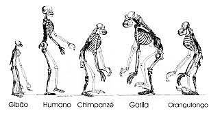 -La idea de Parentesco. Conde de Buffon.