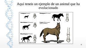 -El Neodarwinismo o Teoría Sintética