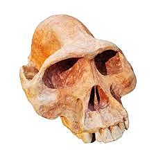 primeros bipedos en Africa