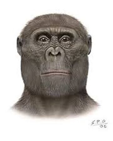 paranthropus aethiopicus