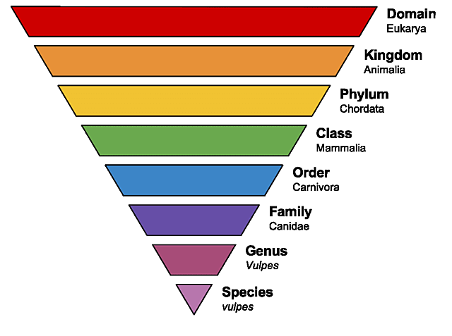 Systems of Classification