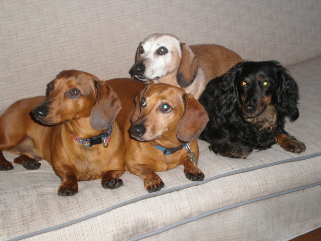 Play years Psychosocial My dog Sam