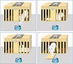 EXPERIMENTO EDWARD THORNDIKE