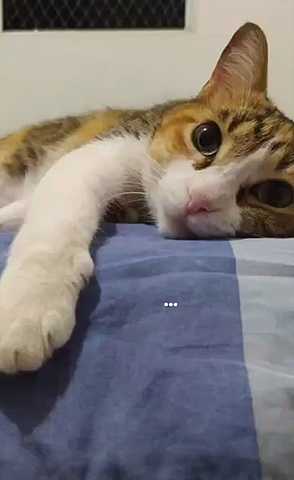 Adopción de mi gata