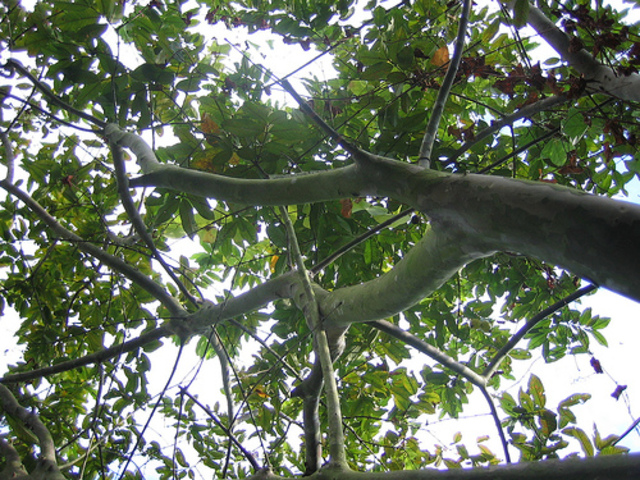 The more magnificient Guava Tree