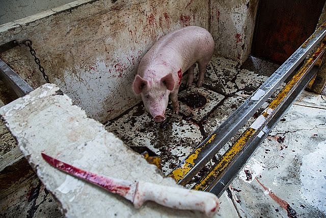 carnización y faenado de los animales