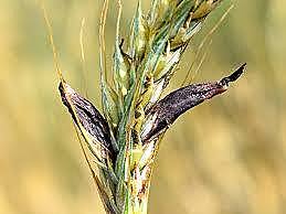 teoría microbiana sin Pasteur y Koch