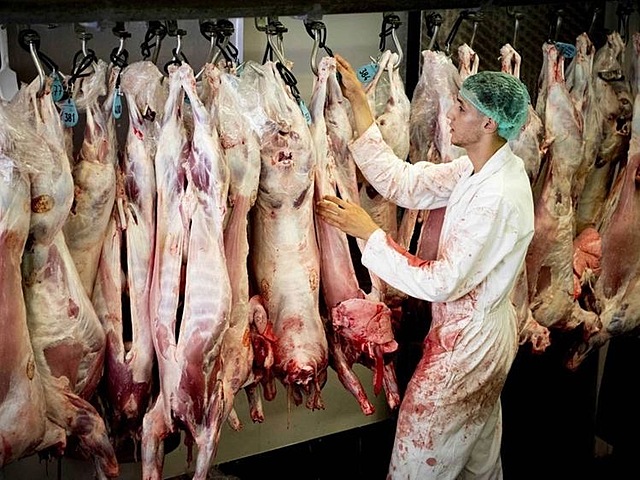 Inicio de matanza regladas en los mataderos