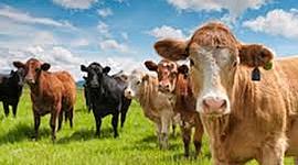 Timeline: ganadería mexicana