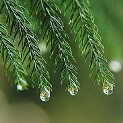 Timeline: Historia de los conceptos de causa y enfermedad: paralelismo entre la Medicina y la Fitopatología