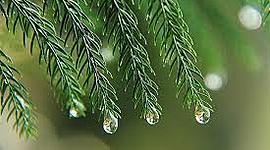 Timeline: Historia de los conceptos de causa y enfermedad: paralelismo entre la Medicina y la Fitopatología