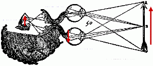DESCARTES (1596 - 1650) POSTURA DUALISTA