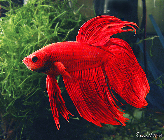 Mor la meva primera mascota