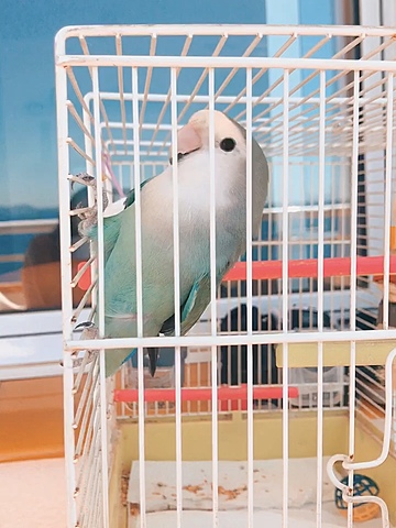 Tinc el meu primer ocell!