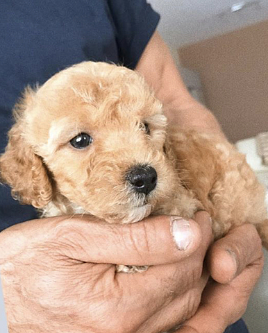 Tinc el meu primer gos!