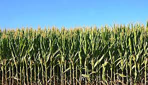 Learning new ways to plant