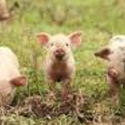 Timeline: Ag Timeline