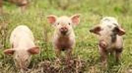 Timeline: Ag Timeline