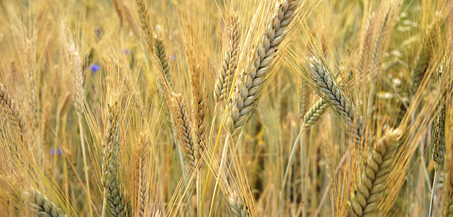 Exports in the 1900's