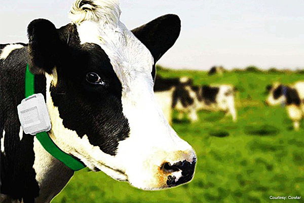 High-Tech Cattle