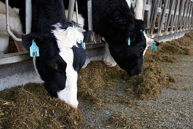 The Comptettive Edge of Ag