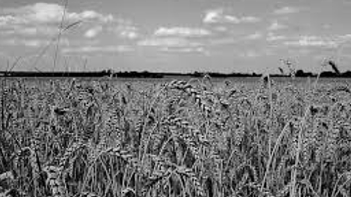 The whiskey rebellion