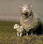 Dolly the Sheep is Cloned