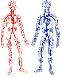 Veins and Artieries