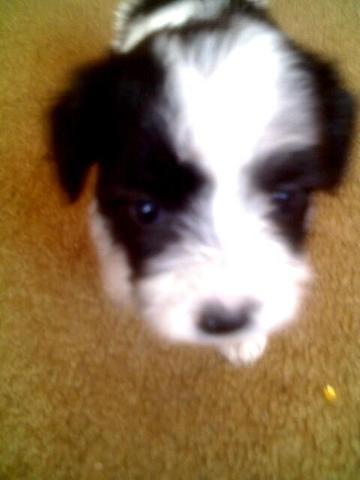 muere mi perrita favorita llamada laiza!!