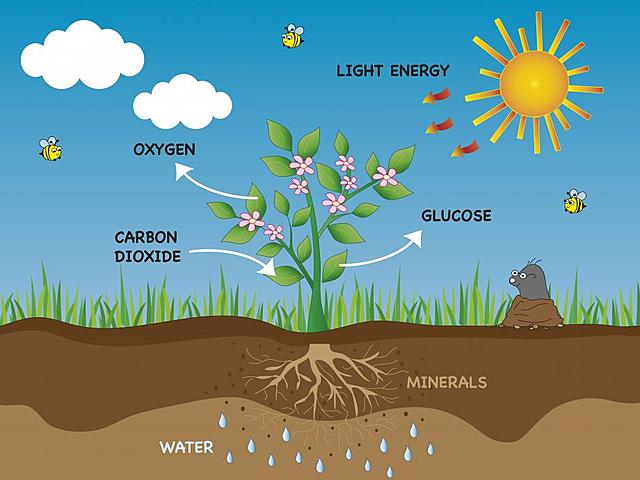 3.500 Millones de Años- Fotosíntesis y Atmósfera