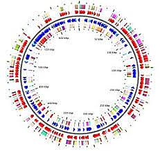 Descubrimiento de genomas bacterianos