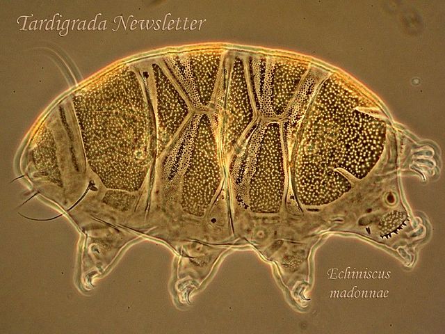 Esimesed mere selgrootud