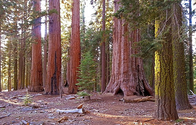 Yosemite plus Sequoia National Park founded