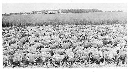 The Agricultural Act of 1948