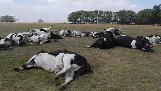 TRATADO DE SANIDAD ANIMAL