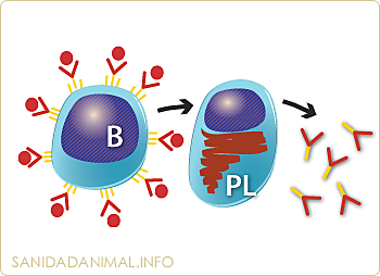 CELULAS PLASMATICAS