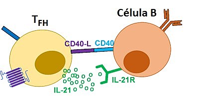 COOPERACIÓN DE CELULAS INMUNES