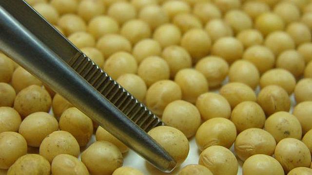 INGRESO DE LA SOJA TRANSGENICA Y EL GLIFOSATO A ARGENTINA