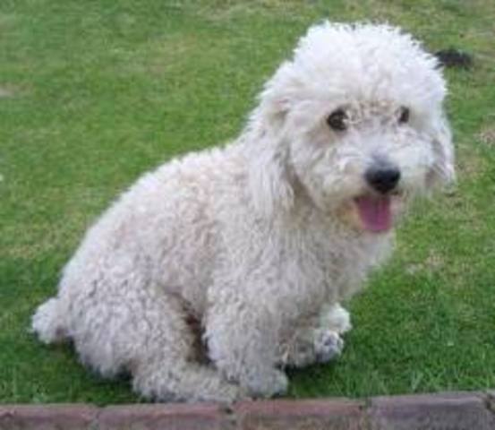 nuevo año y conosco a mis mascotas