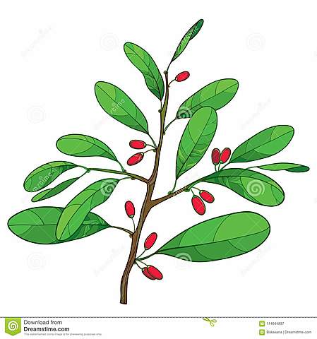 Carl Koller descubrió las propiedades analgésicas de la cocaína, y ese mismo año, fue utilizada como anestesia local en odontología por Halsted y Hall