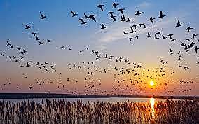 The Migratory Bird Conservation Act