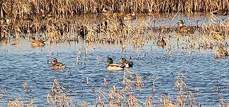 Protecting Waterfowl