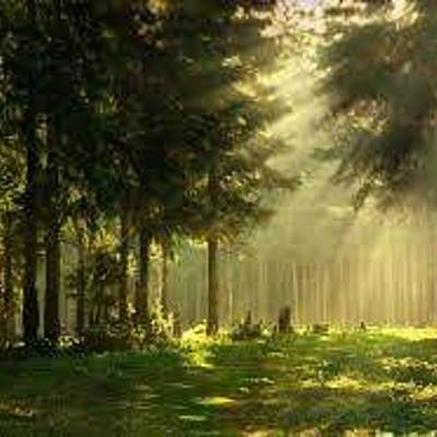 Timeline: Wildlife Timeline