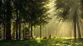 Timeline: Wildlife Timeline