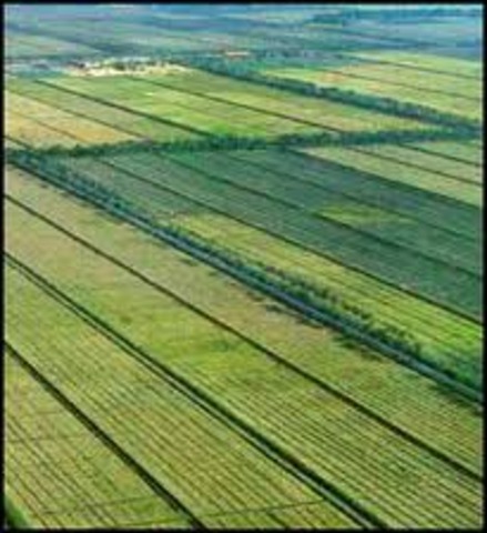 china started producing crops